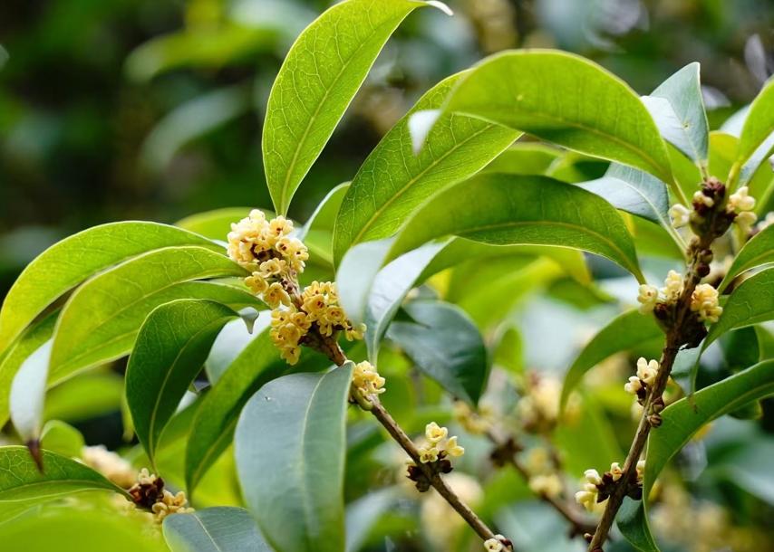 申城桂花終于開(kāi)了 初花期“史上最晚” 夏荷“超長(zhǎng)待機(jī)”仍盛開(kāi)