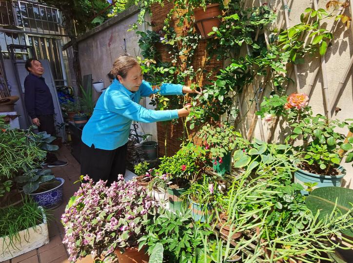 上海市民窗陽臺綠化大賽明啟動